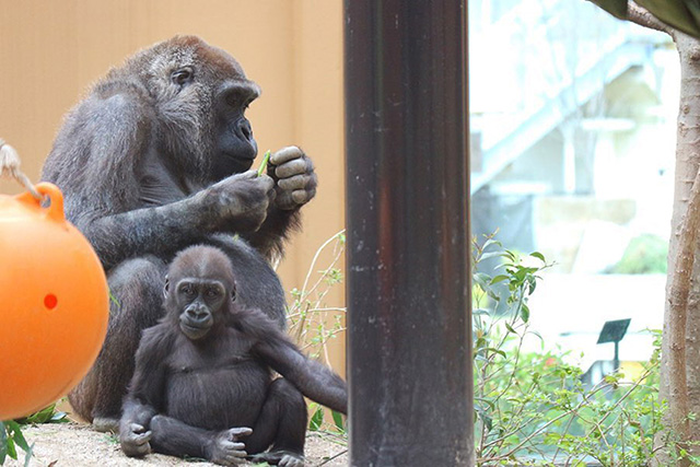 京都市動物園のゴリラの親子（京都府）