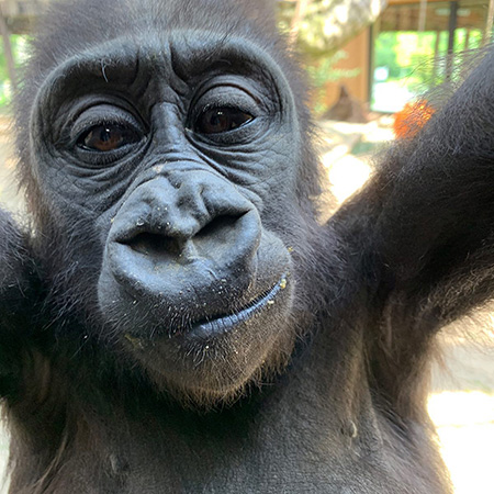 ゴリラの“キンタロウ”/京都市動物園（京都府）