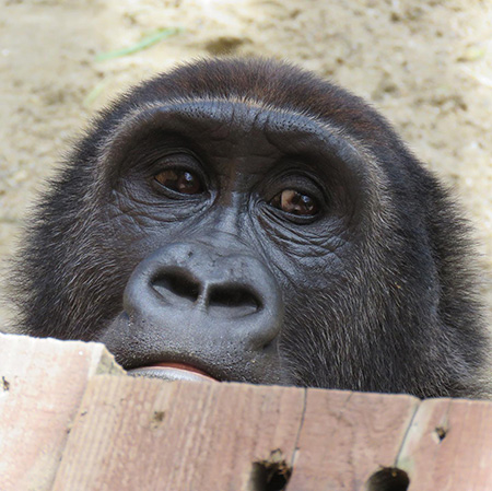 ゴリラの“ゲンタロウ”/京都市動物園（京都府）