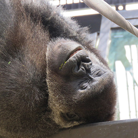 ゴリラの“ゲンキ”/京都市動物園（京都府）