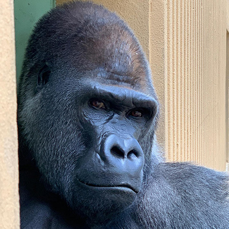 ゴリラの“モモタロウ”/京都市動物園（京都府）