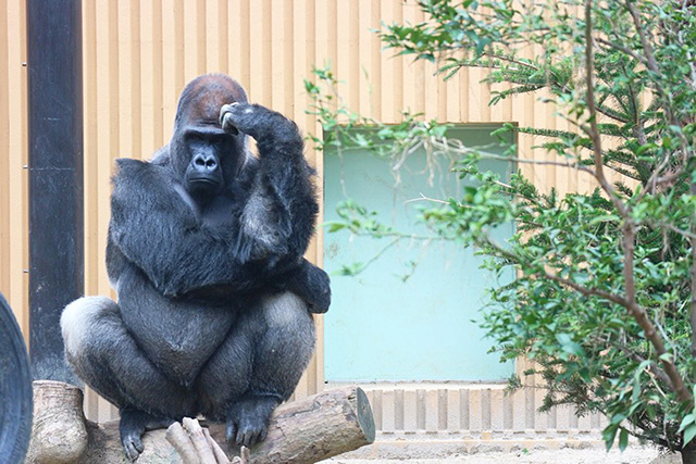 ゴリラの“モモタロウ”/京都市動物園（京都府）