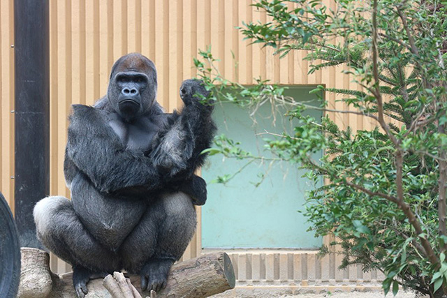 ゴリラの“モモタロウ”/京都市動物園（京都府）