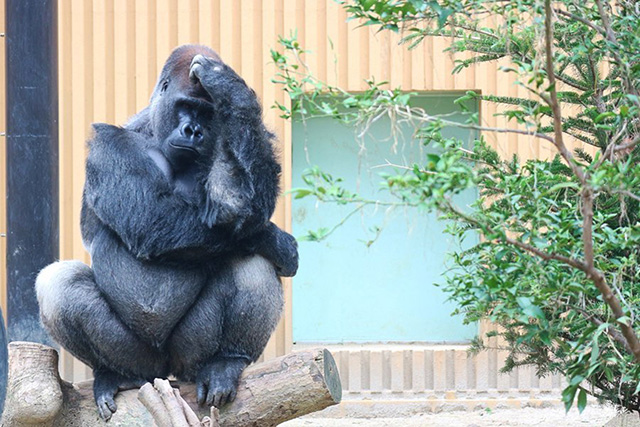 ゴリラの“モモタロウ”/京都市動物園（京都府）