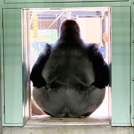 ゴリラの“モモタロウ”/京都市動物園（京都府）