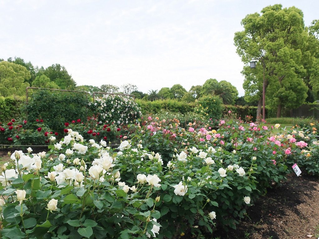 バラ園/神戸市立須磨離宮公園（兵庫県/神戸市）