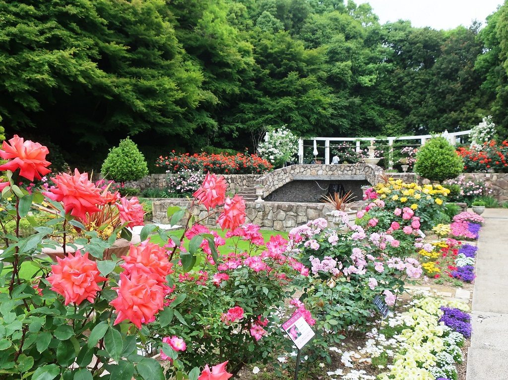 神戸市立須磨離宮公園のバラ園（兵庫県/神戸市）