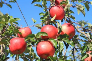 伊那路・飯田・松川のりんご狩り・梨狩りなど秋の果物狩りスポット7選(長野)