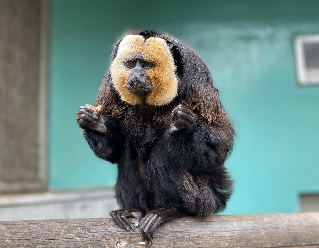 日本モンキーセンター(愛知県/犬山市)