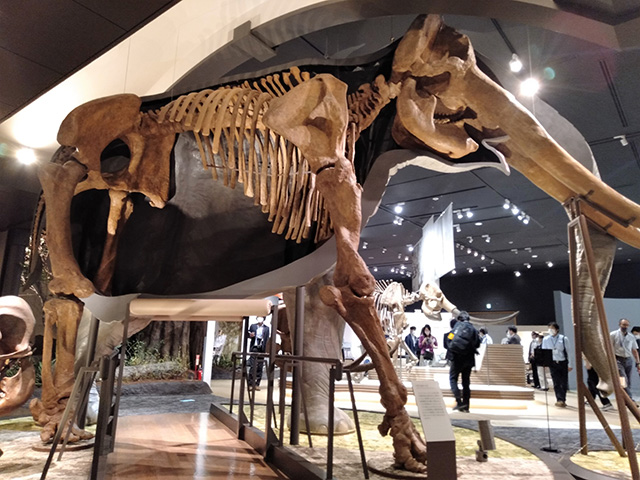 ツダンスキーゾウの半身半骨展示/滋賀県立琵琶湖博物館（滋賀県/草津市）