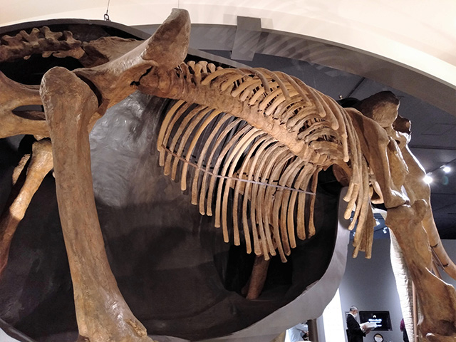 ツダンスキーゾウの半身半骨展示/滋賀県立琵琶湖博物館（滋賀県/草津市）