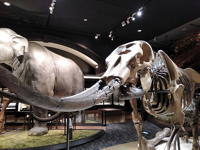 アケボノゾウ復元骨格/滋賀県立琵琶湖博物館（滋賀県/草津市）