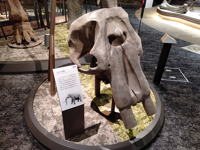 ミエゾウの頭蓋骨/滋賀県立琵琶湖博物館（滋賀県/草津市）