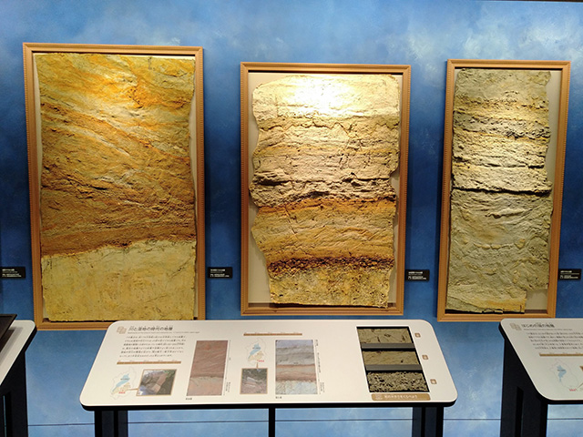 地層標本/滋賀県立琵琶湖博物館（滋賀県/草津市）