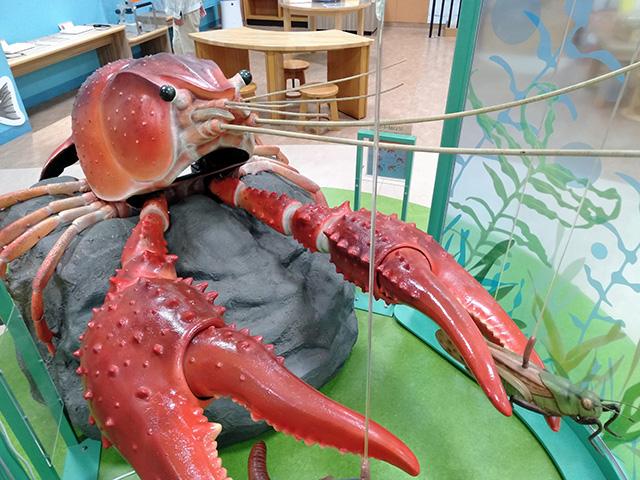 リアルな巨大ザリガニ/滋賀県立琵琶湖博物館（滋賀県/草津市）