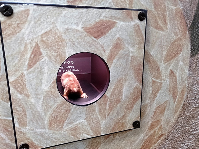 モグラ/滋賀県立琵琶湖博物館（滋賀県/草津市）