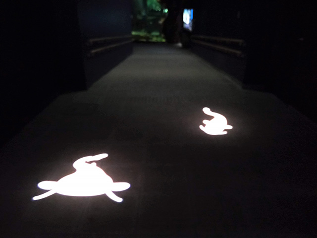 人の動きを感知して現れるナマズ/滋賀県立琵琶湖博物館（滋賀県/草津市）