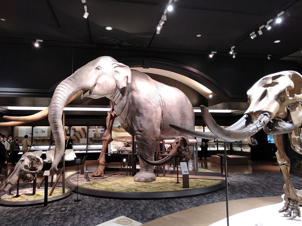 ツダンスキーゾウの半身半骨展示/滋賀県立琵琶湖博物館（滋賀県/草津市）