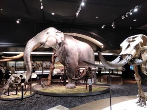 日本唯一の古代湖に迫る!琵琶湖博物館のツダンスキーゾウや水族展示、体験展示など