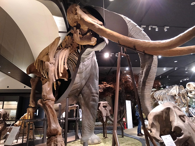 ツダンスキーゾウの半身半骨展示/滋賀県立琵琶湖博物館（滋賀県/草津市）