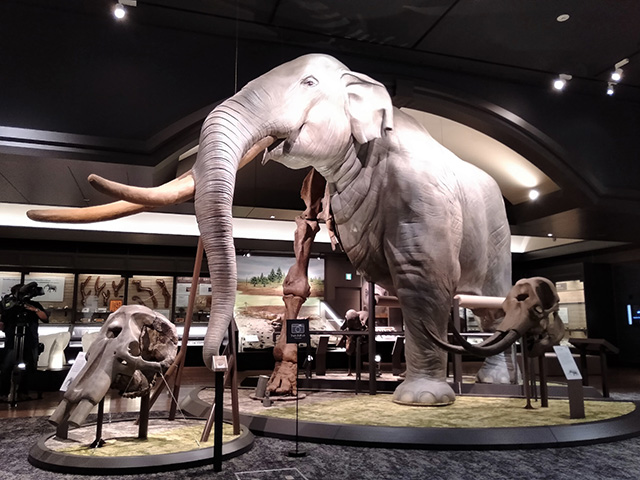 ツダンスキーゾウの半身半骨展示/滋賀県立琵琶湖博物館（滋賀県/草津市）