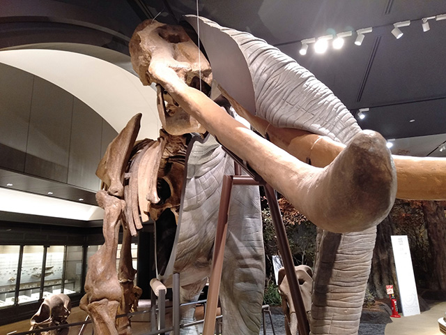 ツダンスキーゾウの半身半骨展示/滋賀県立琵琶湖博物館（滋賀県/草津市）