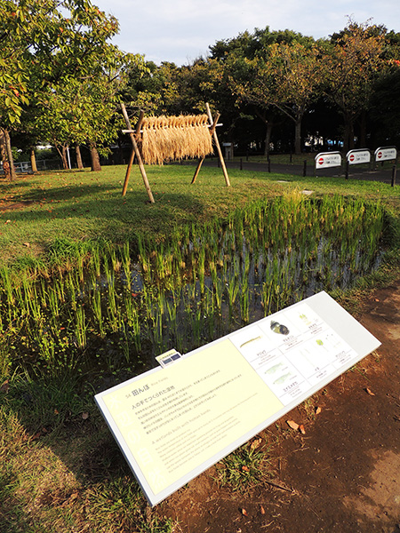 「田んぼ」コーナー/東京都葛西臨海水族園(江戸川区)