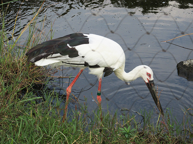 ニホンコウノトリ/東京都葛西臨海水族園(江戸川区)