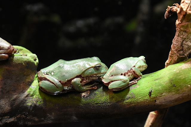 シュレーゲルアオガエル/東京都葛西臨海水族園(江戸川区)