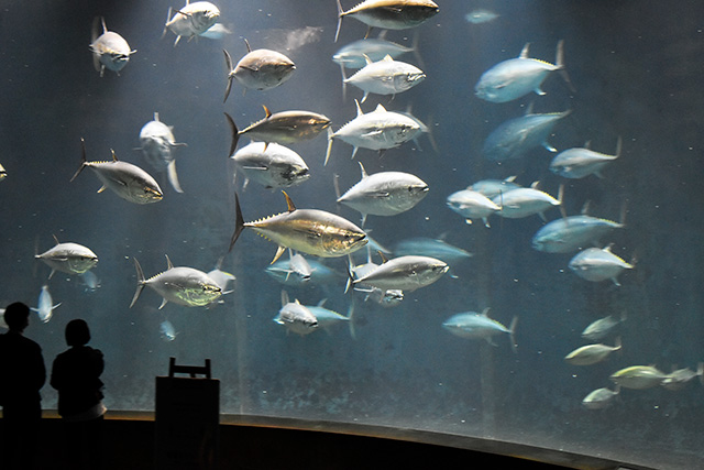 クロマグロの群れ/東京都葛西臨海水族園(江戸川区)