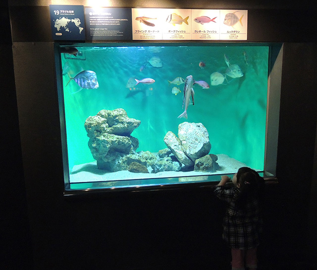 「ブラジル沿岸」水槽/東京都葛西臨海水族園(江戸川区)