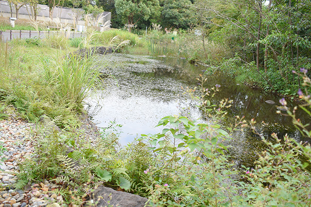 屋外エリア「水辺の自然」/東京都葛西臨海水族園(江戸川区)