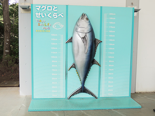「マグロとせいくらべ」/東京都葛西臨海水族園(江戸川区)