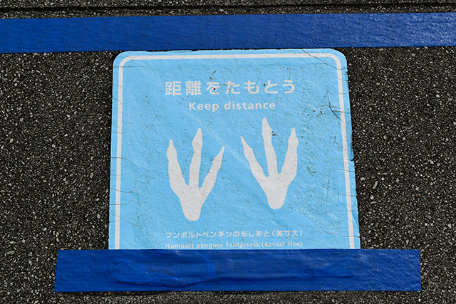フンボルトペンギンの足跡/東京都葛西臨海水族園(江戸川区)