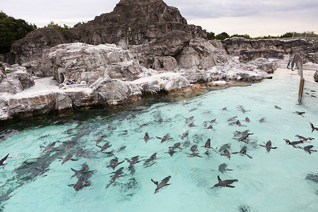 屋外スペースのペンギン/東京都葛西臨海水族園(江戸川区)