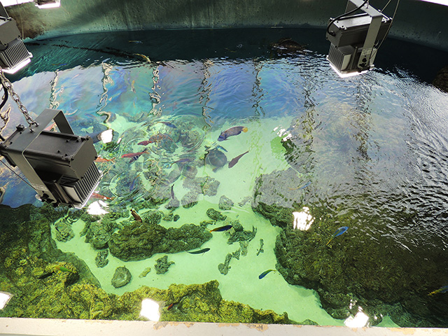 上から見た魚たち/東京都葛西臨海水族園(江戸川区)
