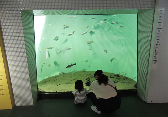 「東京の海」の水槽を眺める親子/東京都葛西臨海水族園(江戸川区)
