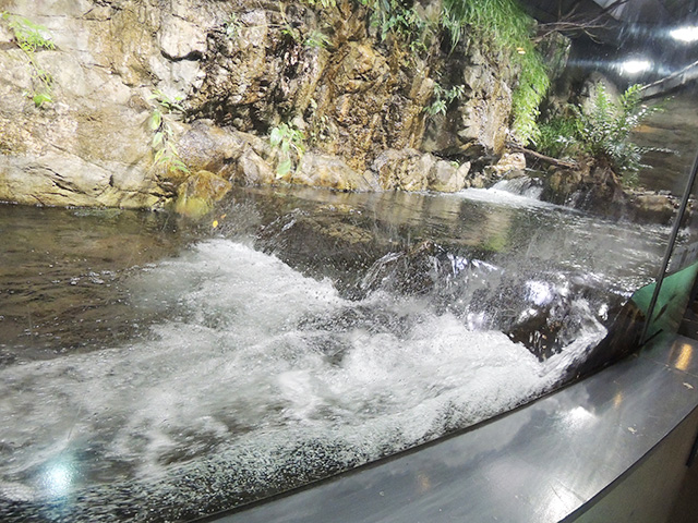 「淡水生物館」の渓流/東京都葛西臨海水族園(江戸川区)