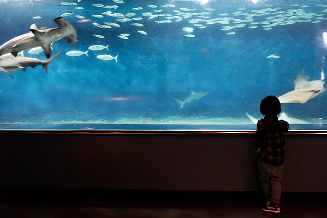 「大洋の航海者・サメ」水槽/東京都葛西臨海水族園(江戸川区)