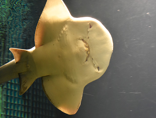 シノノメサカタザメ/東京都葛西臨海水族園(江戸川区)