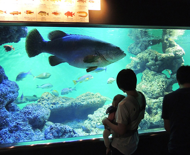 「世界の海」の「南シナ海」水槽/東京都葛西臨海水族園(江戸川区)