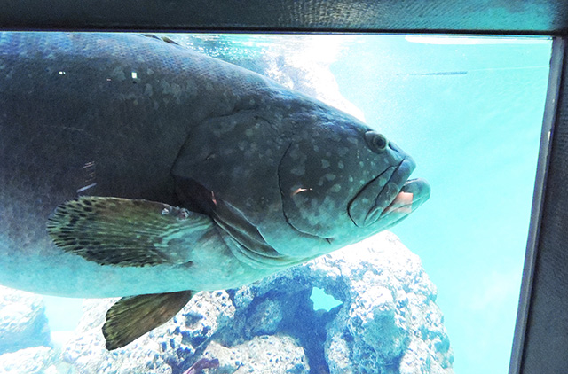 タマカイ/東京都葛西臨海水族園(江戸川区)