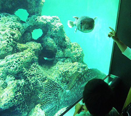 ネズミフグ/東京都葛西臨海水族園(江戸川区)