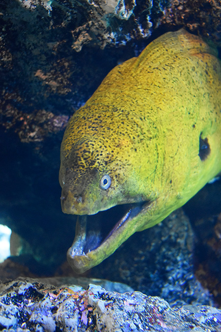 ドクウツボ/東京都葛西臨海水族園(江戸川区)