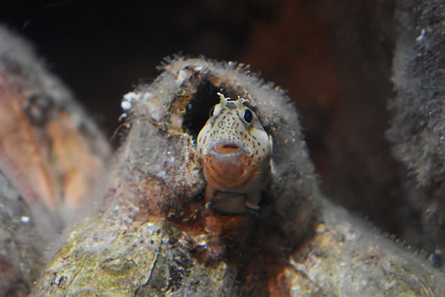 カチュディートとピコロコ/東京都葛西臨海水族園(江戸川区)