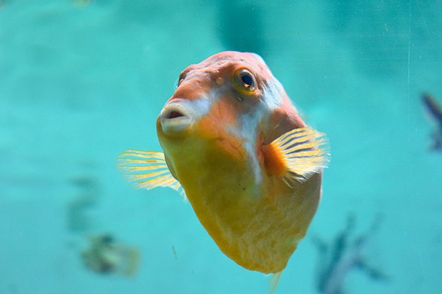 ホワイトバードボックスフィッシュ/東京都葛西臨海水族園(江戸川区)