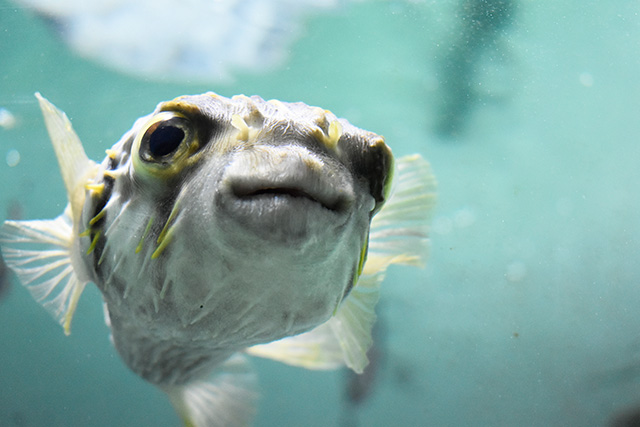 サザングローブフィッシュ/東京都葛西臨海水族園(江戸川区)