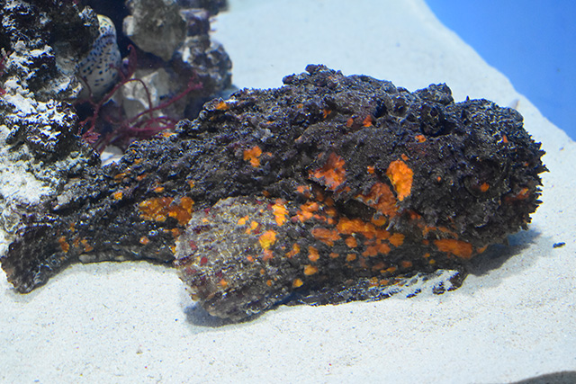 オニダルマオコゼ/東京都葛西臨海水族園(江戸川区)