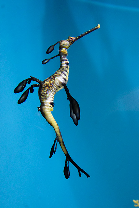 ウィーディシードラゴン/東京都葛西臨海水族園(江戸川区)