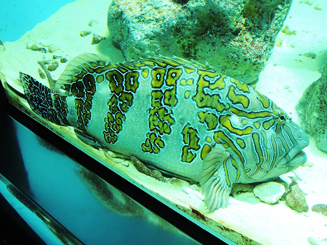 ジャイアントホークフィッシュ/東京都葛西臨海水族園(江戸川区)